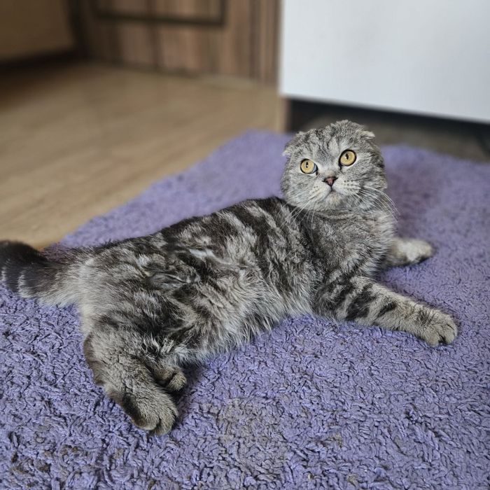 Кот Бонифаций ищет дом! Ташкент!