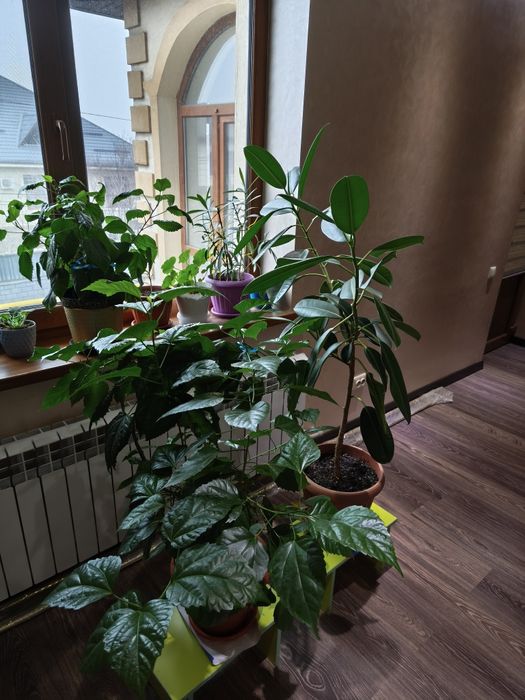 Цветы очень большие дешево