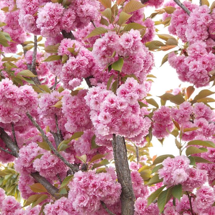 Cires Japonez Kanzan