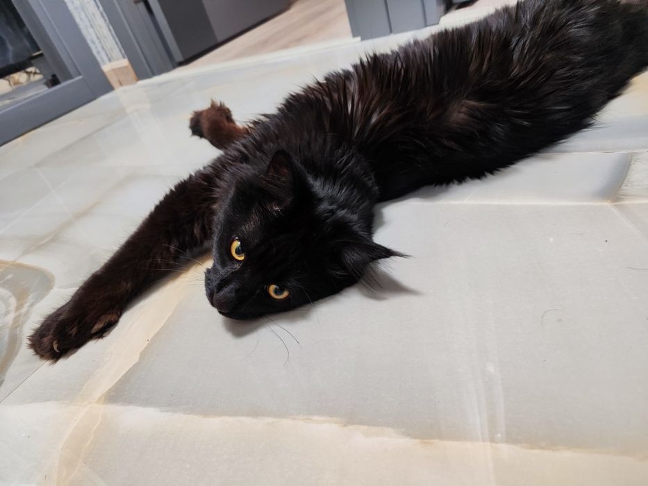 ‼️ Срочно ‼️Кот Мейн кун  полидакт приглашает на вязку