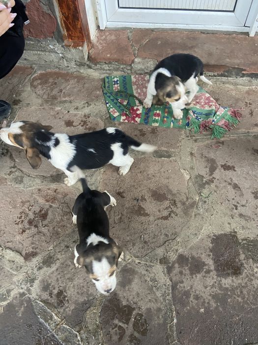 Кученца Бигъл на два месеца