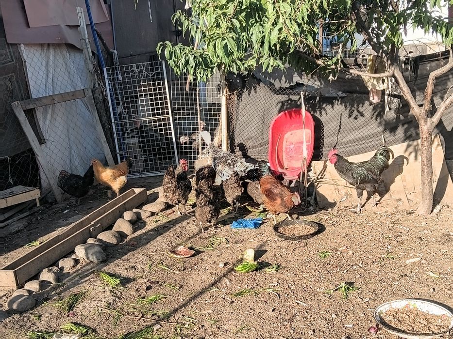 Продам Куры и петухи