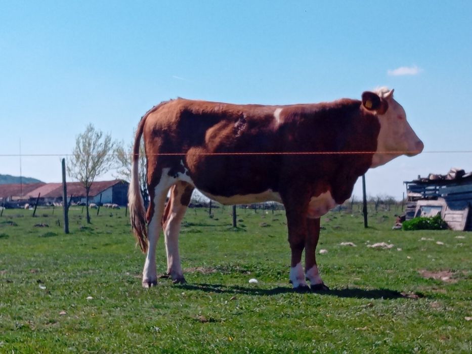 Vand juninca gestanta cu taur aubrac, vârstă doi ani