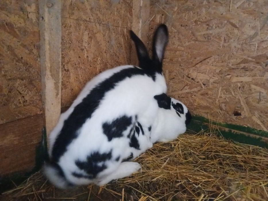 Vând iepuri Fluturi piestriț în salul Gvardenița