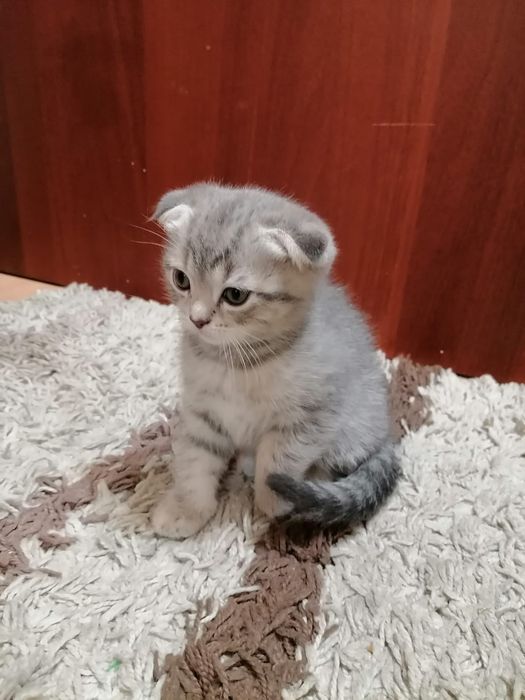 Котята скоттиш- фолд