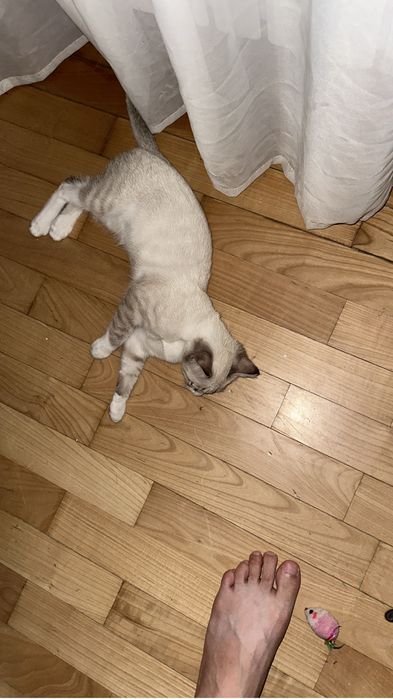 Отдам даром кота 2 месяца
