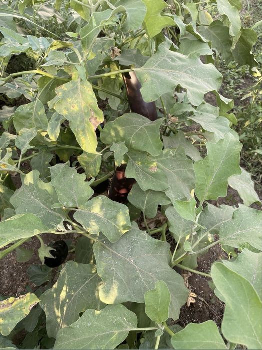 Дача Пмк 29да 5 бөлмелі үй