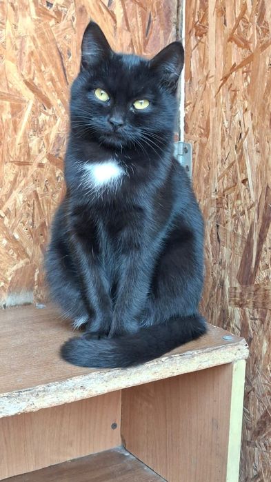 Милые котята кошечки 8 мес