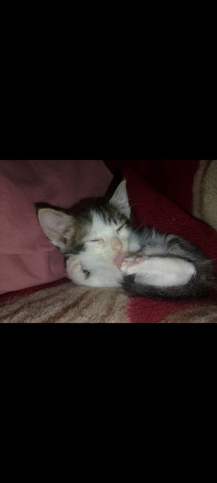 Отдам котёнка в добрые руки