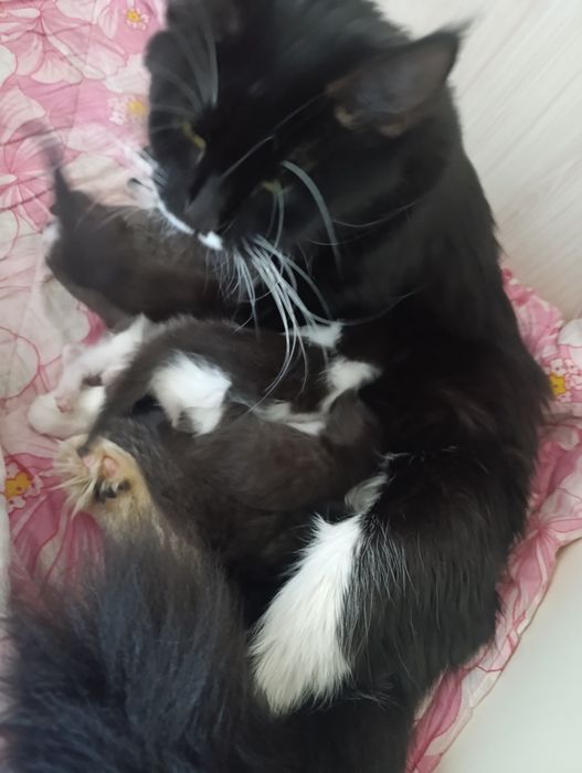 Продам мейн-кунов котят помесь