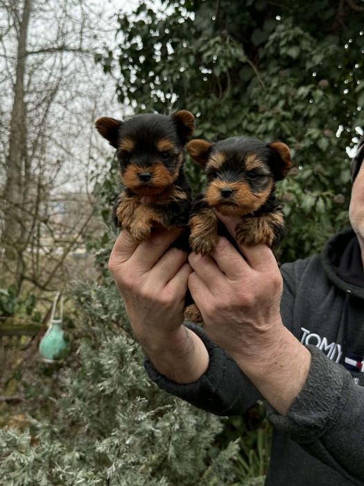 Супер мини Йорки Доставка