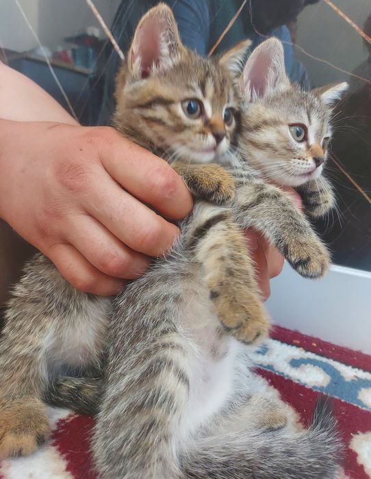Шотландские котята девочки