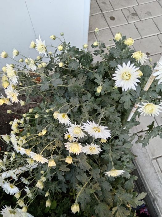 Продам цветы и саженцы