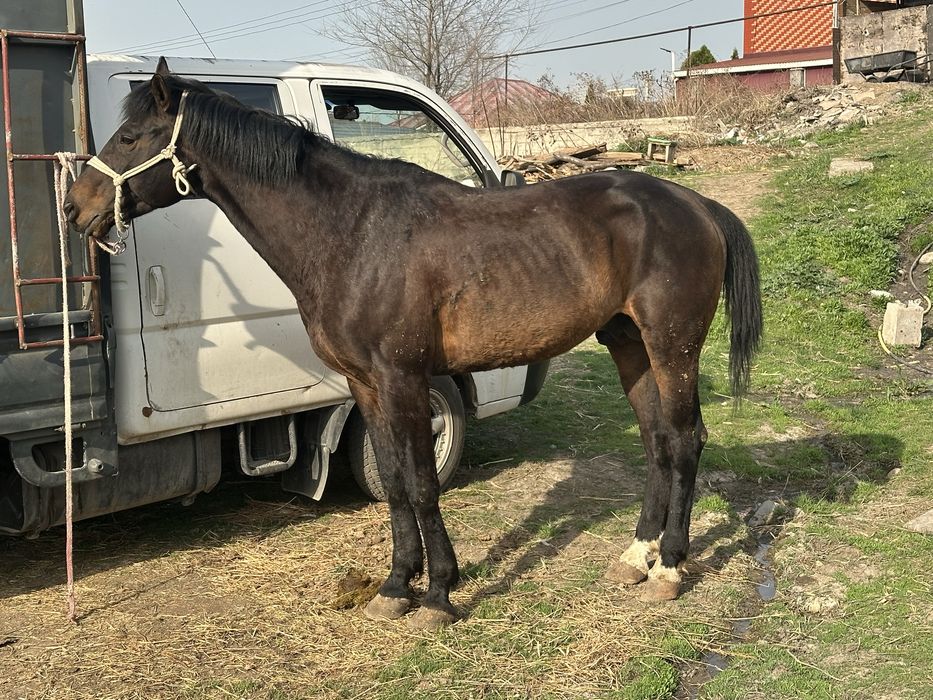 Айгыр жеребец лошадь конь