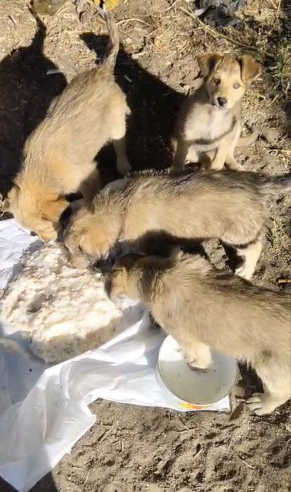 щенки,бесплатно,сортировка