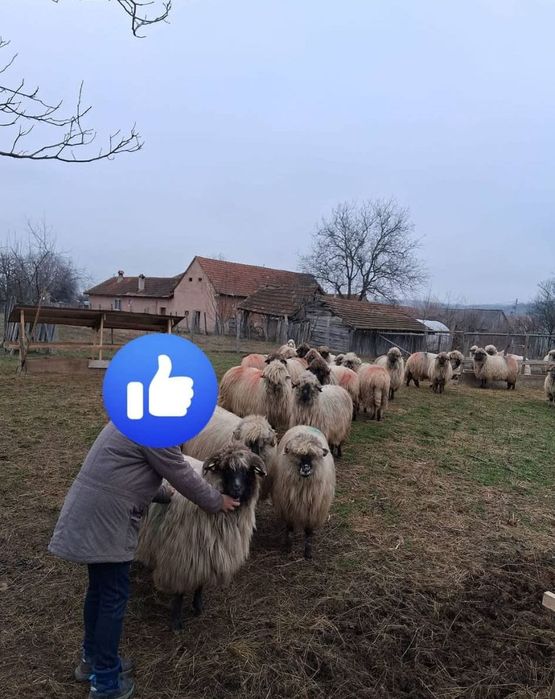 Oi bucalai de vanzare