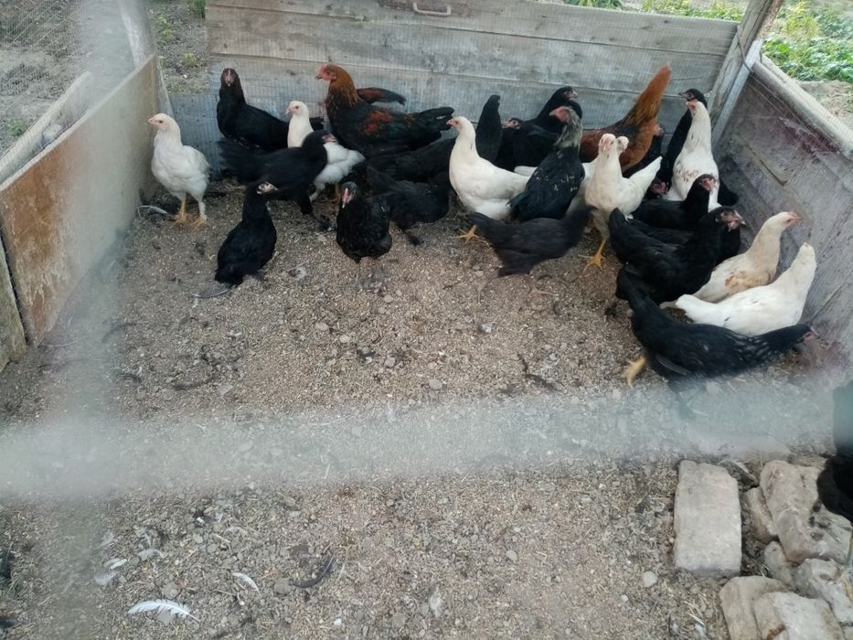 Сотилади кора товуклар ва хороз домашние