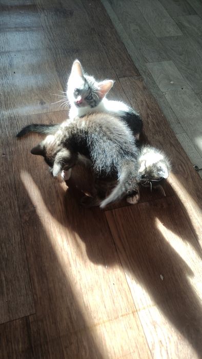 Котята в доброе руки