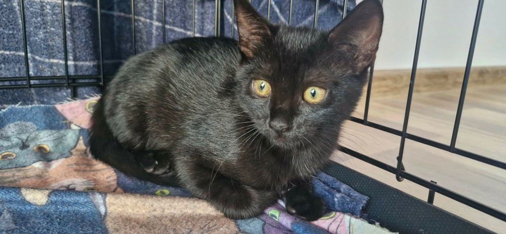Adoptie Iris si Comos 2 pui de pisici negri