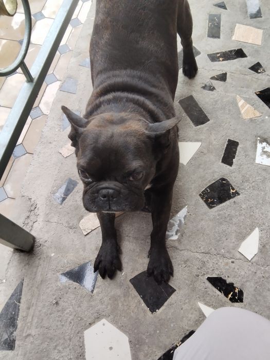 Собака французский бульдог