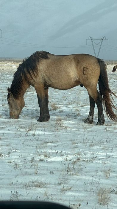 Продам жеребца, 7 лет