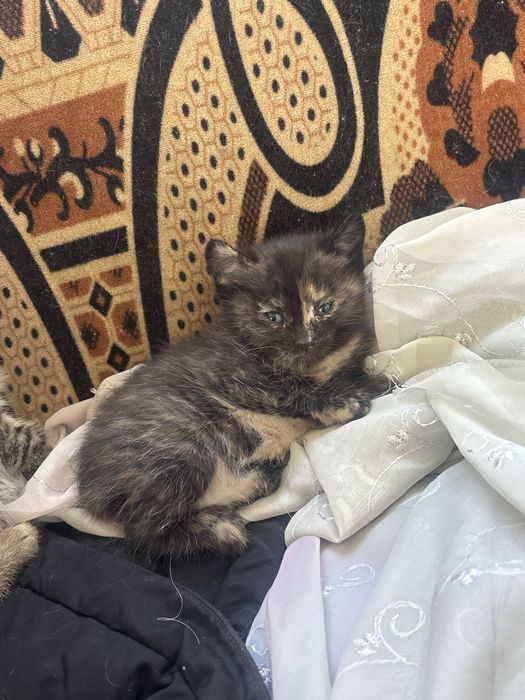 Отдам даром котят
