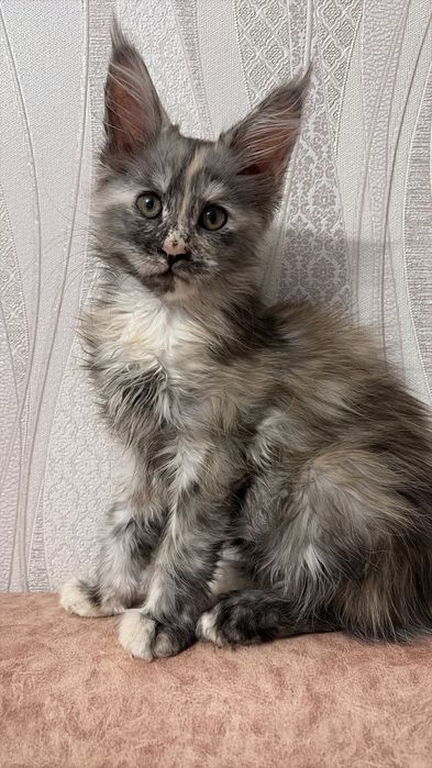 Продам Мейн кунчики