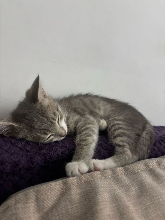Кошка, котенок))
