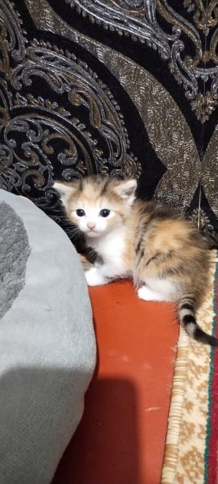 Отдаю котят в добрые руки