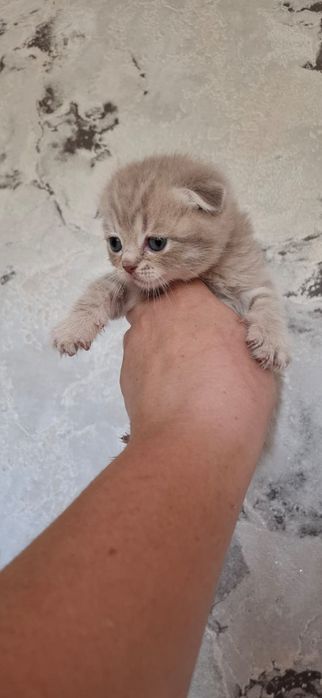 Чистокровные Шотландцы.