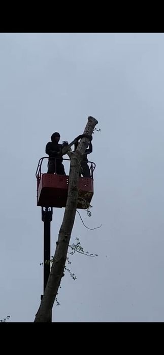 Спил деревьев . Обрезка