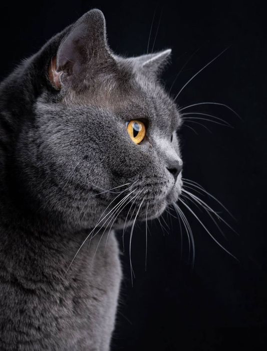 Вязка кота британской породы!