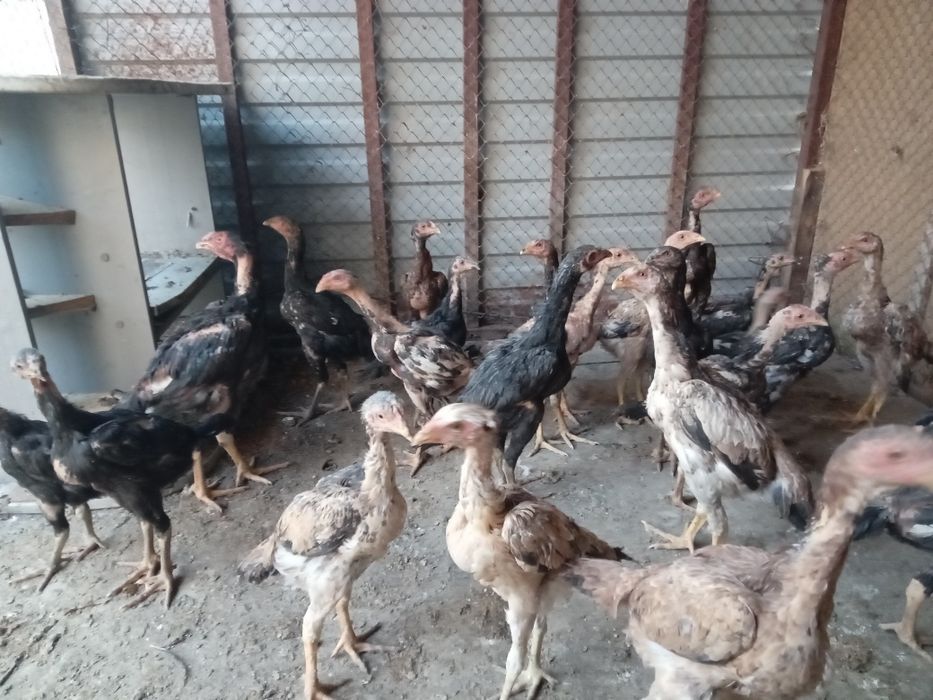 Продам цепляет дакан