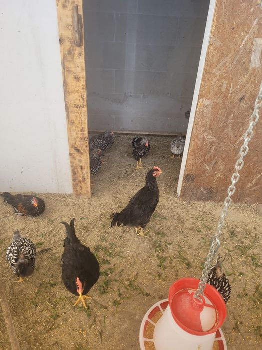 Vând pui diferite rase