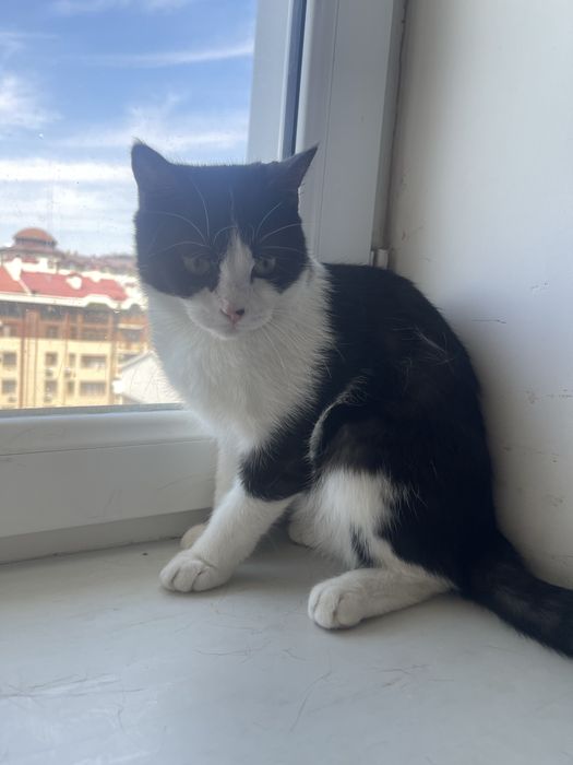Mushuk sotiladi tez