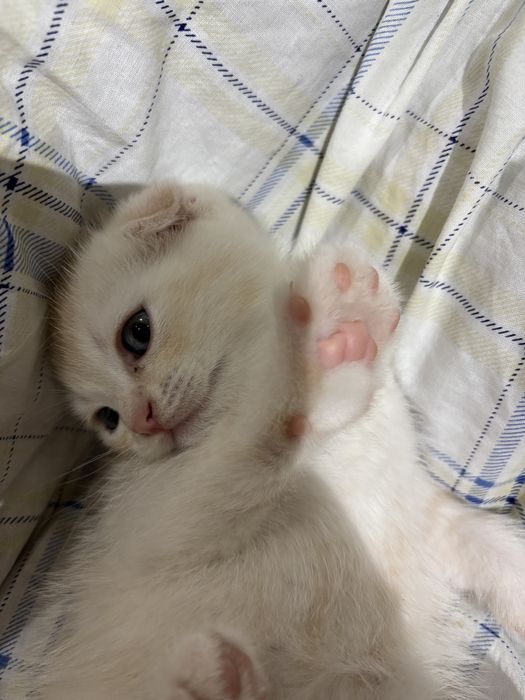 милые котята ищут дом