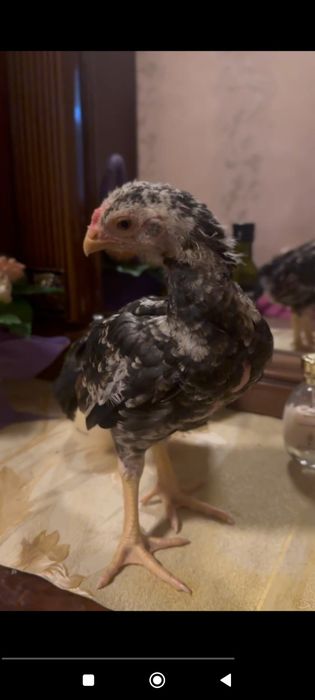 Dakenni yaxshisi Jo'ja sotiladi