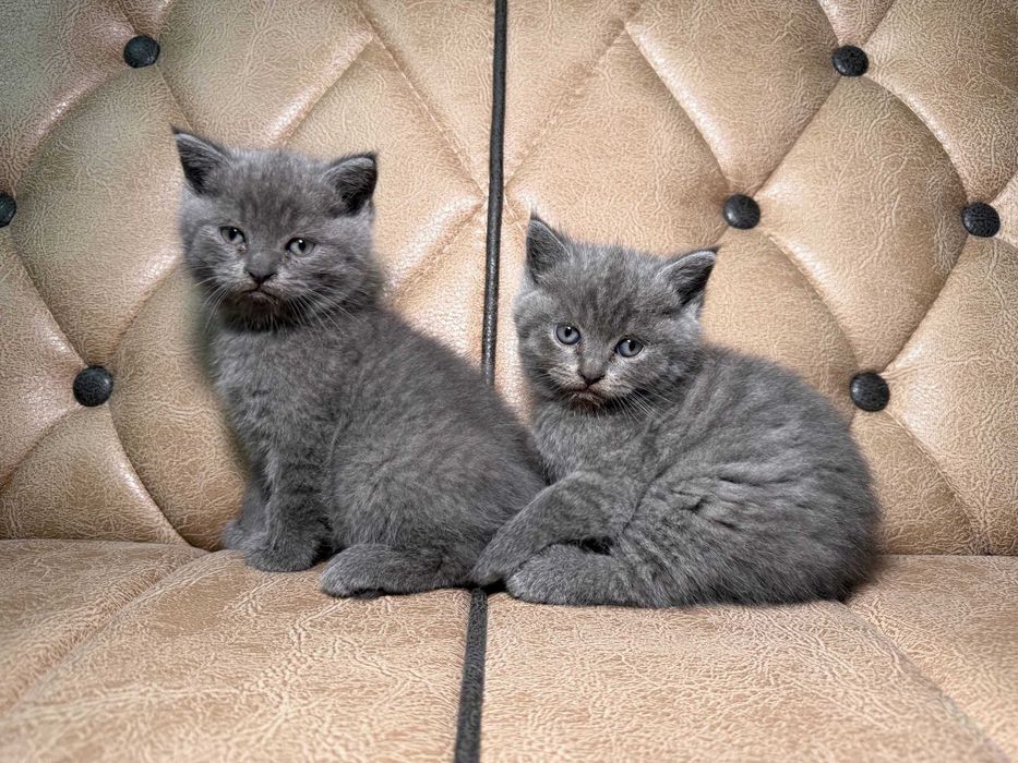 Продается котенок скоттиш страйт