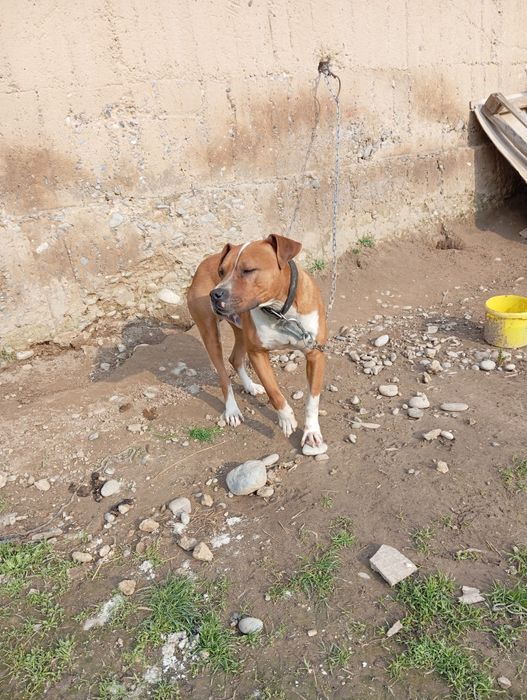 Пит бултер Американский парода