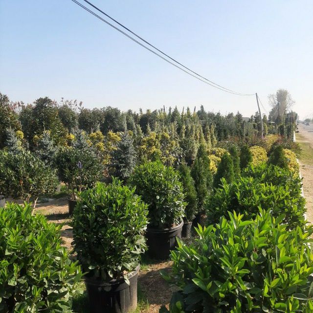 Archa gular Dekarativni