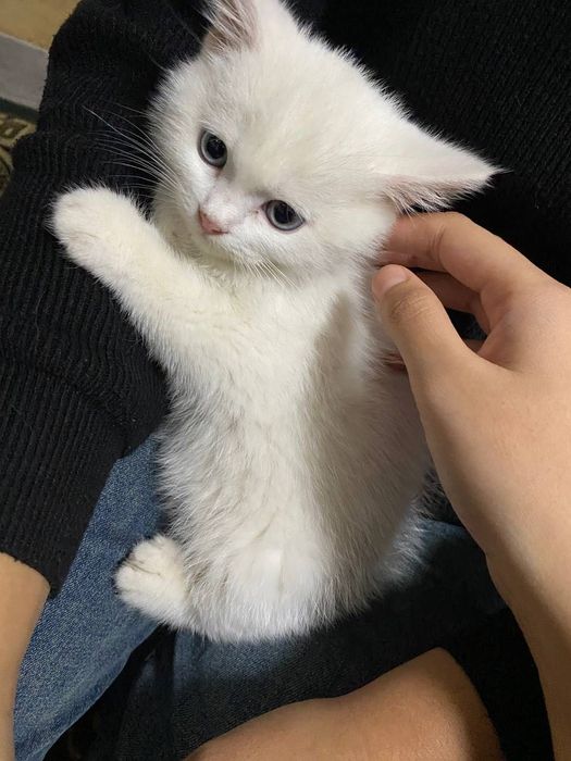 Британский зотдор мушик сотилади срочно