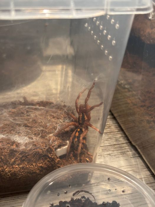 Паук птицеед Hapalopus sp. "Colombia Gross"