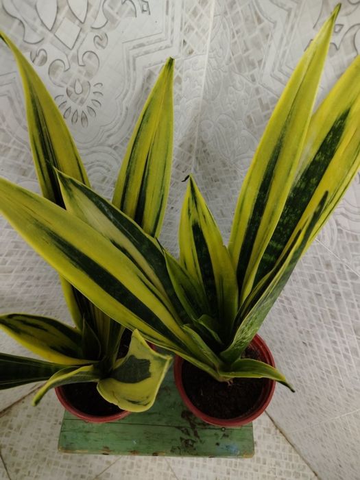 Продам цветы, Gullar sotiladi, Низкие цены