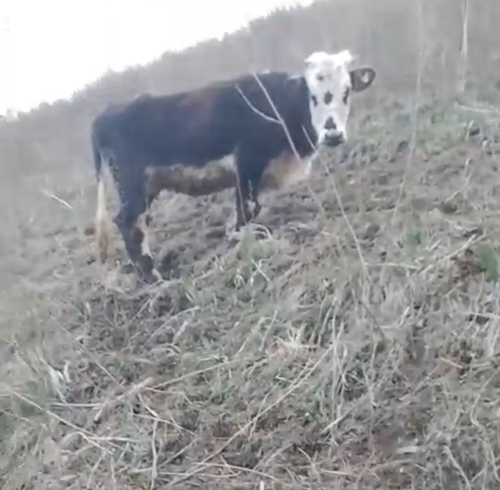 Сиыр бұқа бұзау.