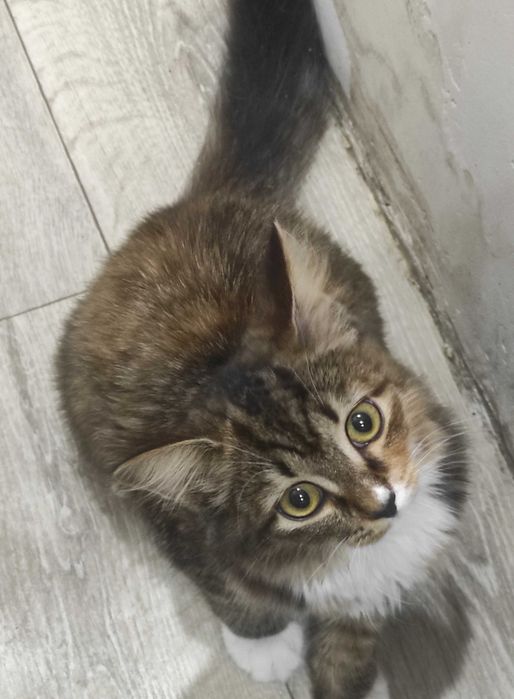 котенок девочка в добрые руки