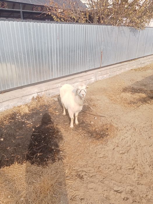 Орыс Ешкы Сауда бар