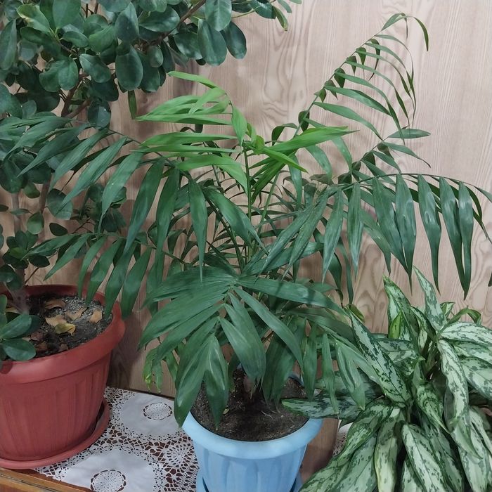 Пальма хамидорея.