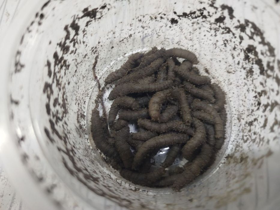 Маринка ишкибозлари,Сазан ишкибозлари