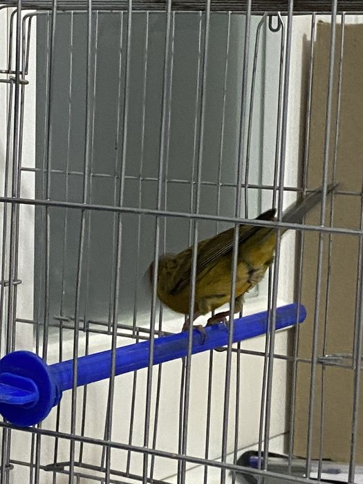 Канарейка самец (нар)