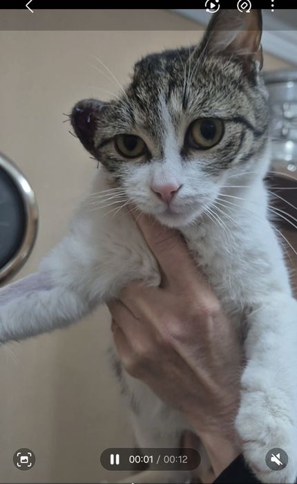 Кошечка с оторванным ушком ищет доброго человека